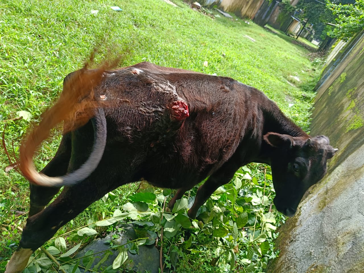 Injured Cow in Sonari