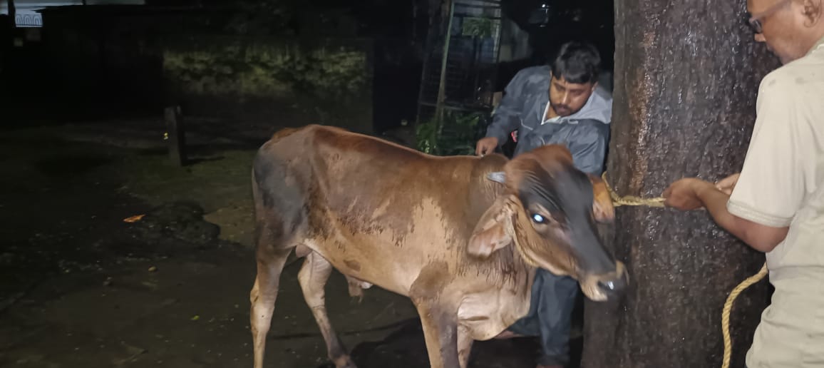 Cow Rescue in Telco